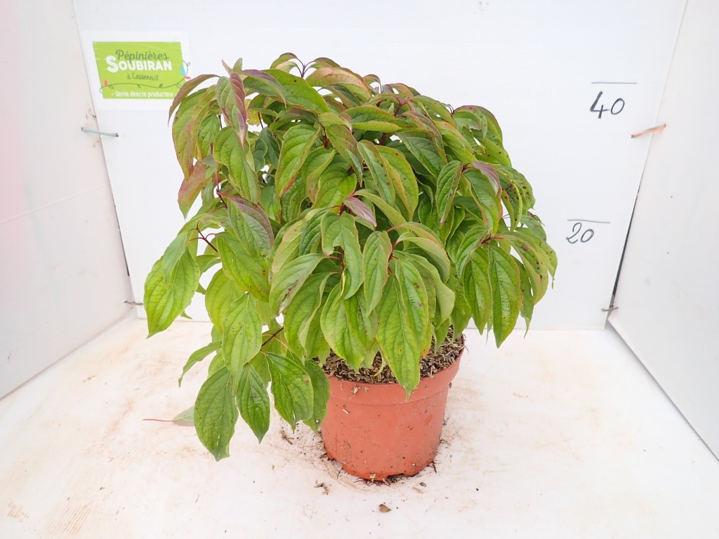 [11220] SCIRPUS ZEBRINUS GDT