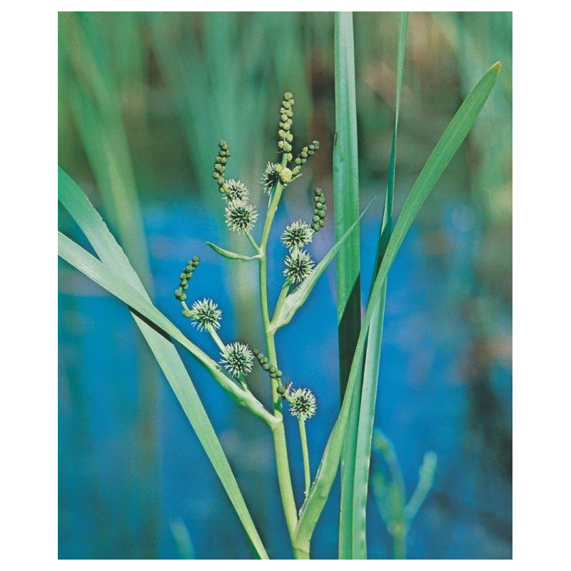 SPARGANIUM ERECTUM GDT