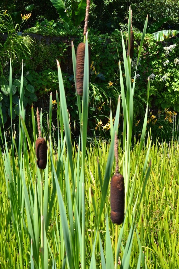 TYPHA LATIFOLIA GDT