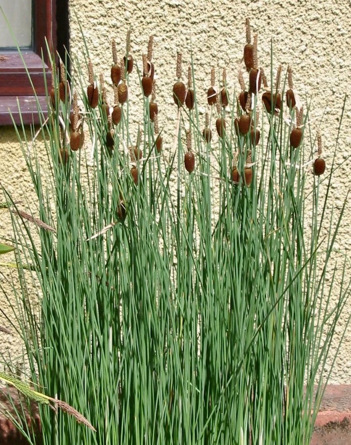 TYPHA MINIMA (MASSETTE) GDT
