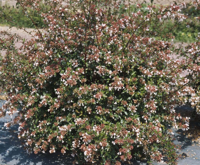 [0020] ABELIA GRANDIFLORA CLT 18-30 125/150