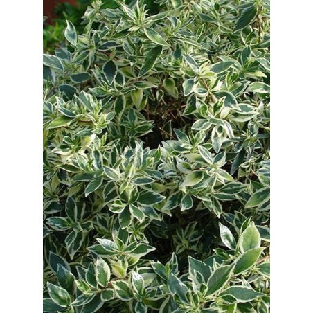 ABELIA GRANDIFLORA CONFETTI CLT 30 BOULE 60-80