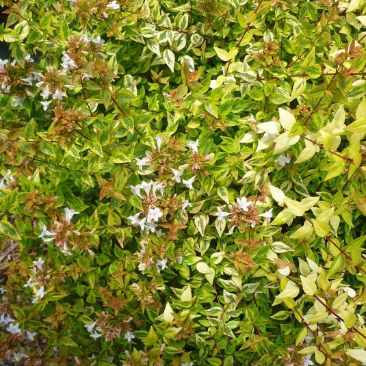 [0034] ABELIA GRANDIFLORA FRANCIS MASON CLT 35 125/150