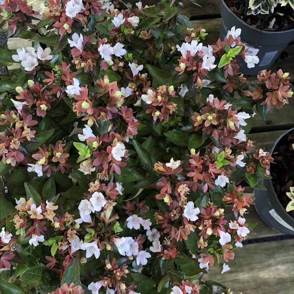 [0047] ABELIA GRANDIFLORA PROSTRATA CLT 18 BOULE 50-60
