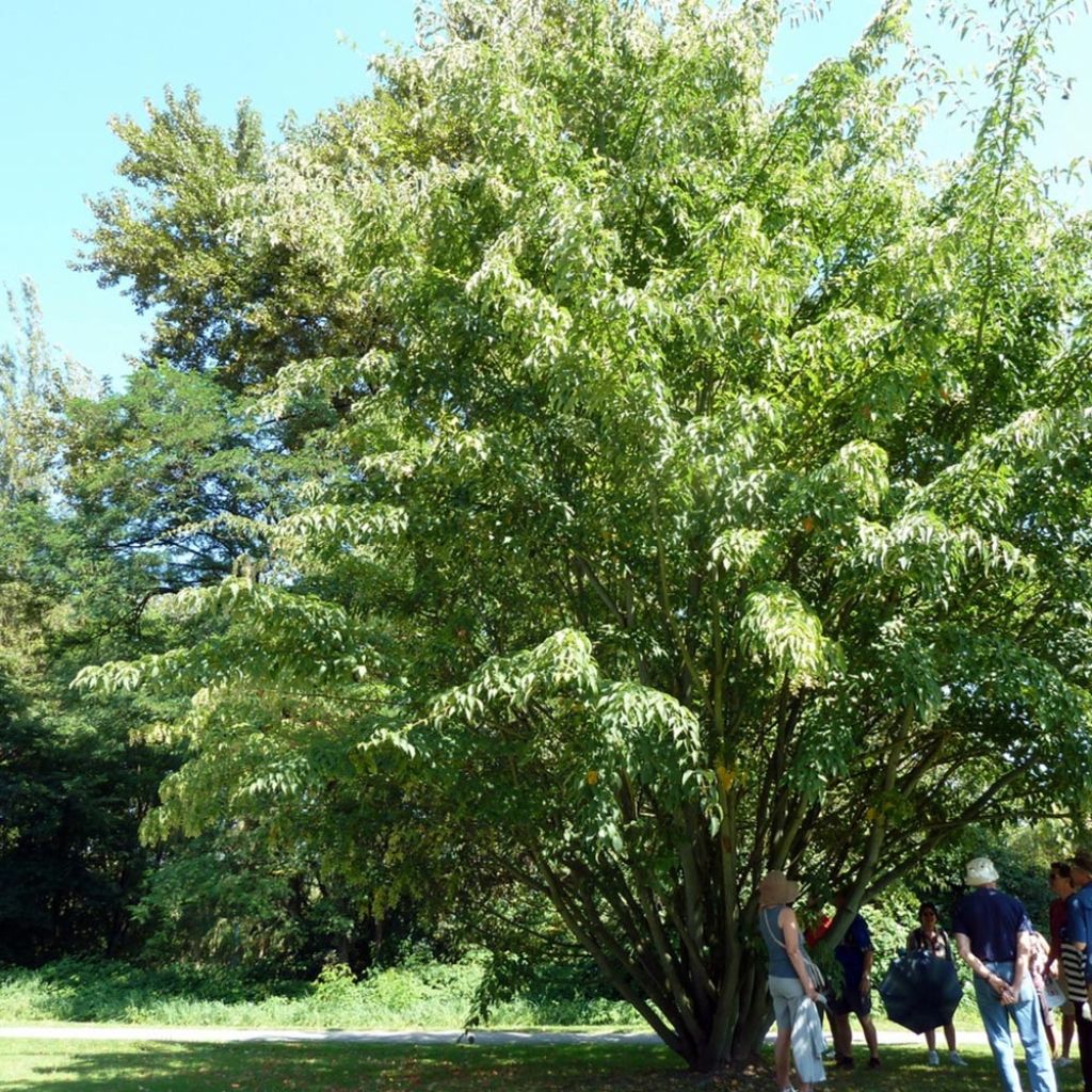 [0144] ACER DAVIDII CLT 18 100/125