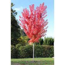 ACER FREEMANII AUTUMN BLAZE (JEFFERSRED) CLT 25-50 TIGE 10-12