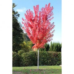 ACER FREEMANII AUTUMN BLAZE (JEFFERSRED) CLT 55 200/250