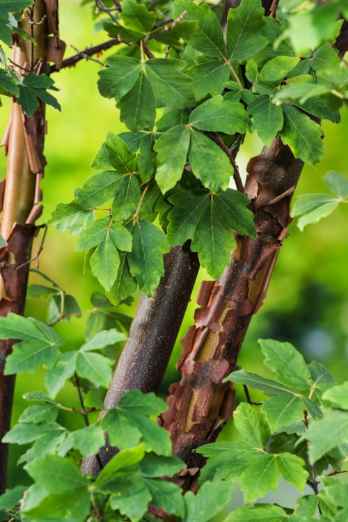 [0193] ACER GRISEUM CLT 35 125/150