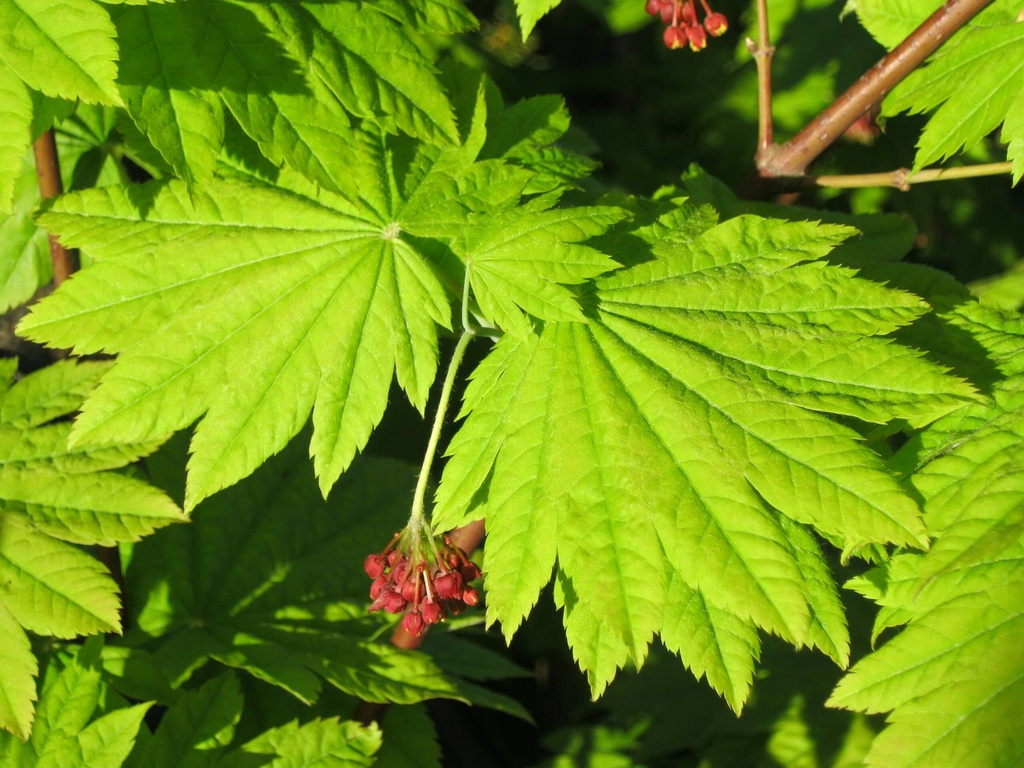 ACER JAPONICUM VITIFOLIUM CLT 285 250/300