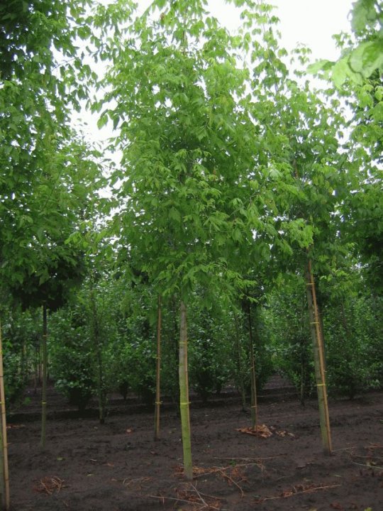 ACER NEGUNDO CLT 55 TIGE 10-12