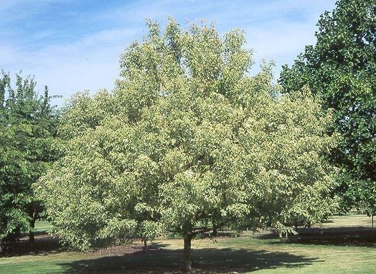 ACER NEGUNDO VARIEGATUM (ARGENTEOV.) CLT 90 TIGE 18-20