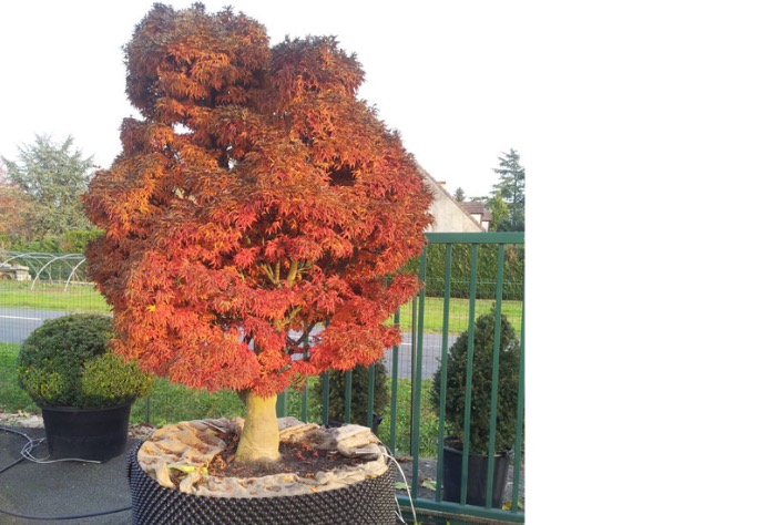 ACER PALM.SHISHIGASHIRA(CRISPIFOLIUM) CLT 18 100/125