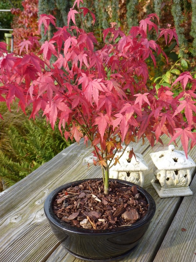 ACER PALMATUM CLT 3 40/60
