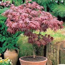 ACER PALMATUM CLT 18 DEMI TIGE 6-8