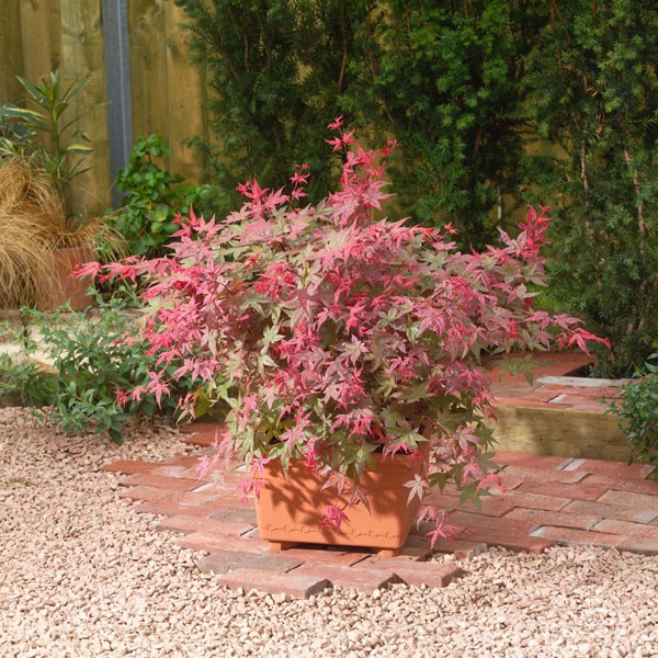 ACER PALMATUM BENI MAIKO CLT 12 60/80
