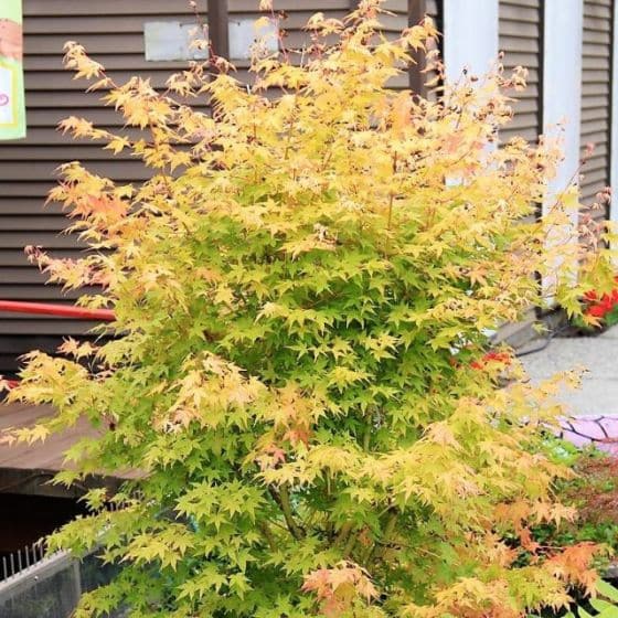 ACER PALMATUM BI HOO CLT 12 100/125