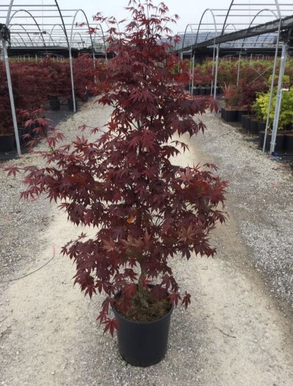 [0295] ACER PALMATUM BLOODGOOD CLT 12 100/125