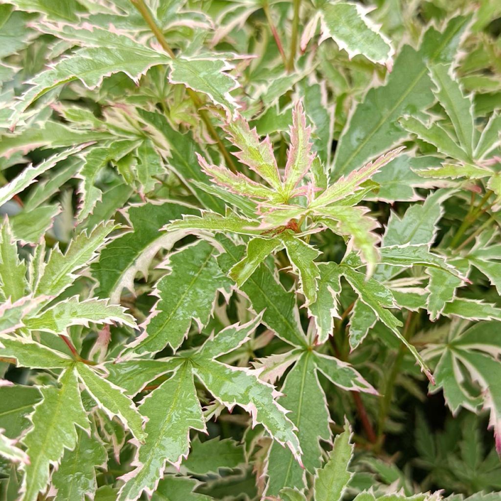 ACER PALMATUM BUTTERFLY CLT 90 DEMI TIGE 14-16