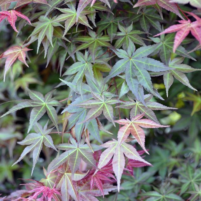 ACER PALMATUM DESHOJO CLT 30 100/125