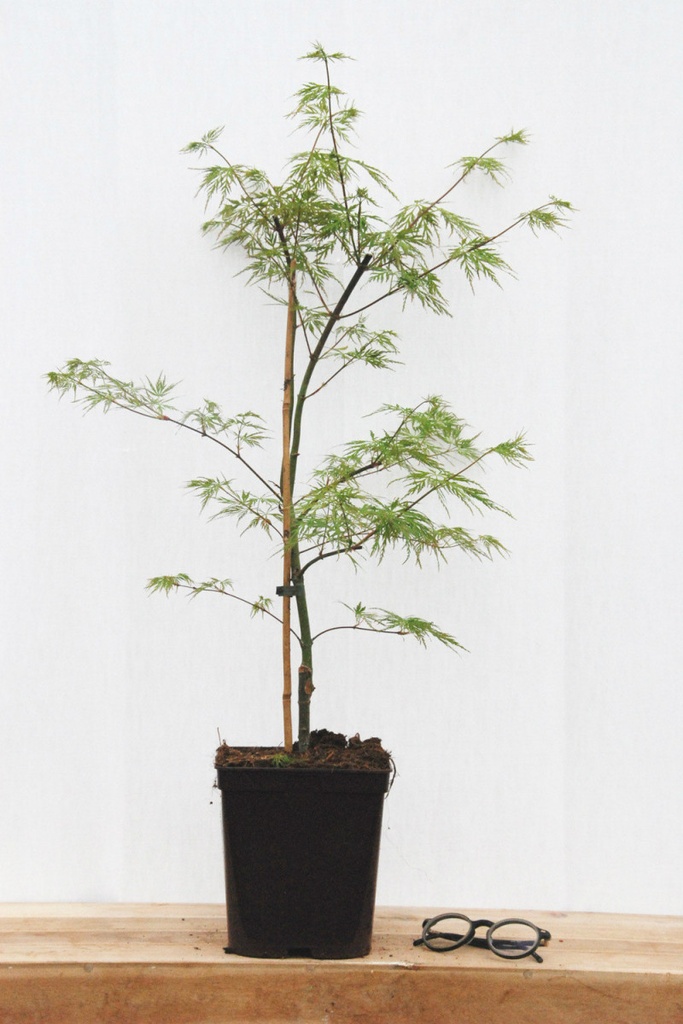 ACER PALMATUM DISSECTUM CLT 12 80/100
