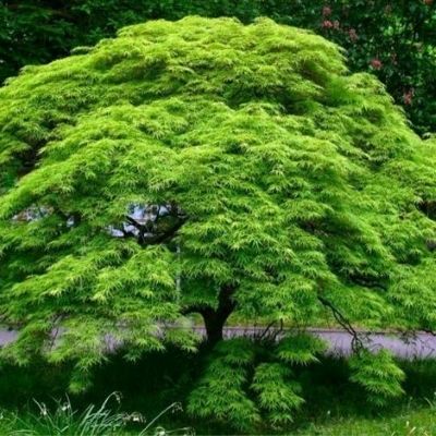 ACER PALMATUM DISSECTUM EMERALD LACE CLT 300 DEMI TIGE 25-30