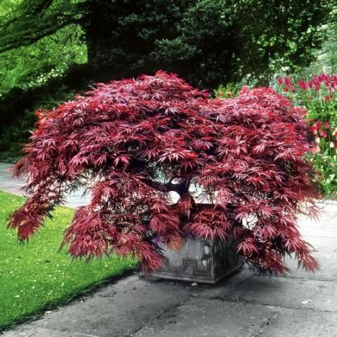 ACER PALMATUM DISSECTUM GARNET CLT 25-35 QUART TIGE 8-10