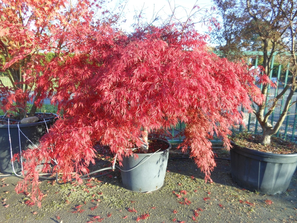 ACER PALMATUM DISSECTUM INABA SHIDARE CLT 12-15 QUART TIGE