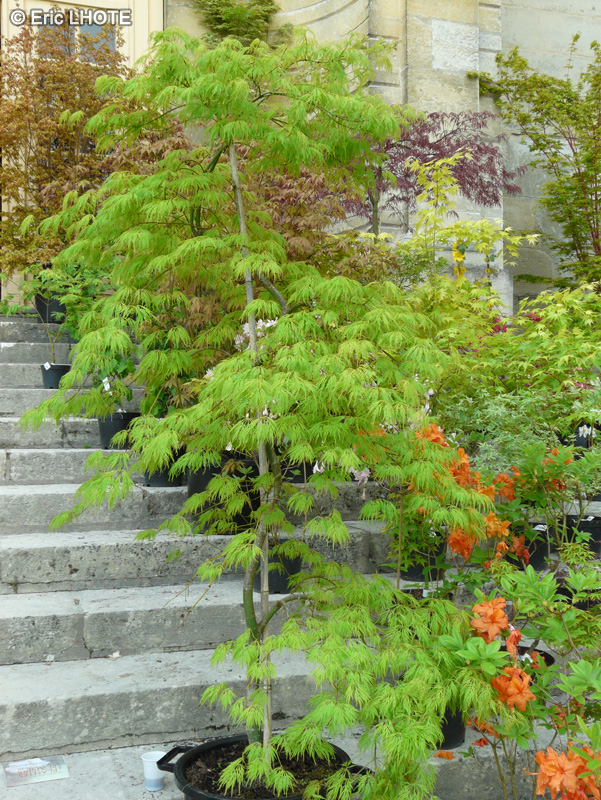 ACER PALMATUM DISSECTUM VIRIDIS CLT 12 40/60