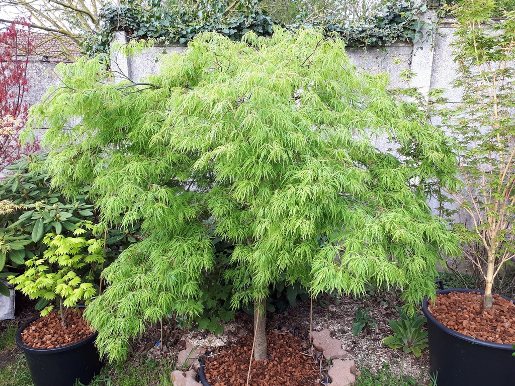 ACER PALMATUM DISSECTUM VIRIDIS CLT 55 FONTAINE 125/150