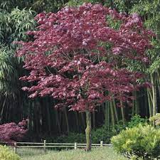 ACER PALMATUM FIREGLOW CLT 18 80/100