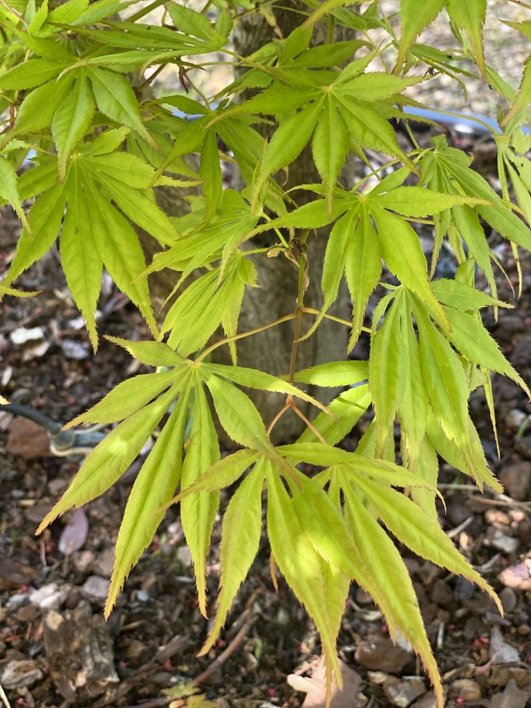 ACER PALMATUM KOGANE NISHIKI CLT 18 125/150