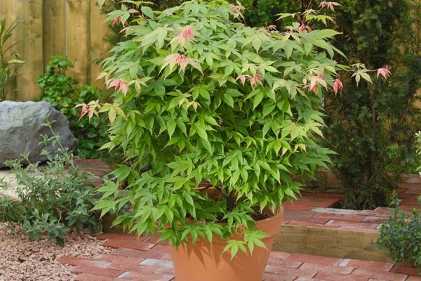ACER PALMATUM OSAKAZUKI CLT 15 125/150