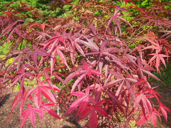 ACER PALMATUM RED PYGMY CLT 285 DEMI TIGE 25-30