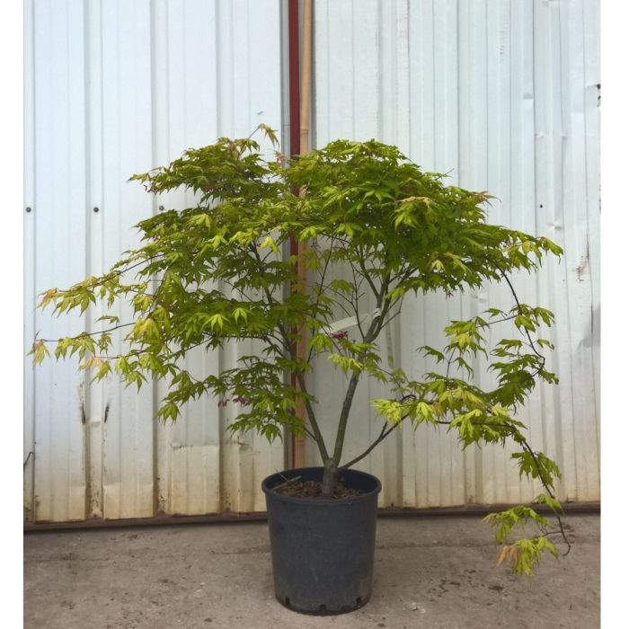 ACER PALMATUM RETICULATUM CLT 130 QUART TIGE 25-30