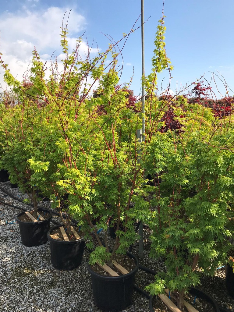 ACER PALMATUM SANGOKAKU (SENKAKI) CLT 110 200/250