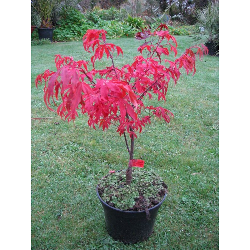ACER PALMATUM SHIRAZZ (R) CLT 12 80/100
