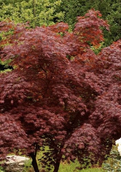 ACER PALMATUM TROMPENBURG CLT 35 150/175