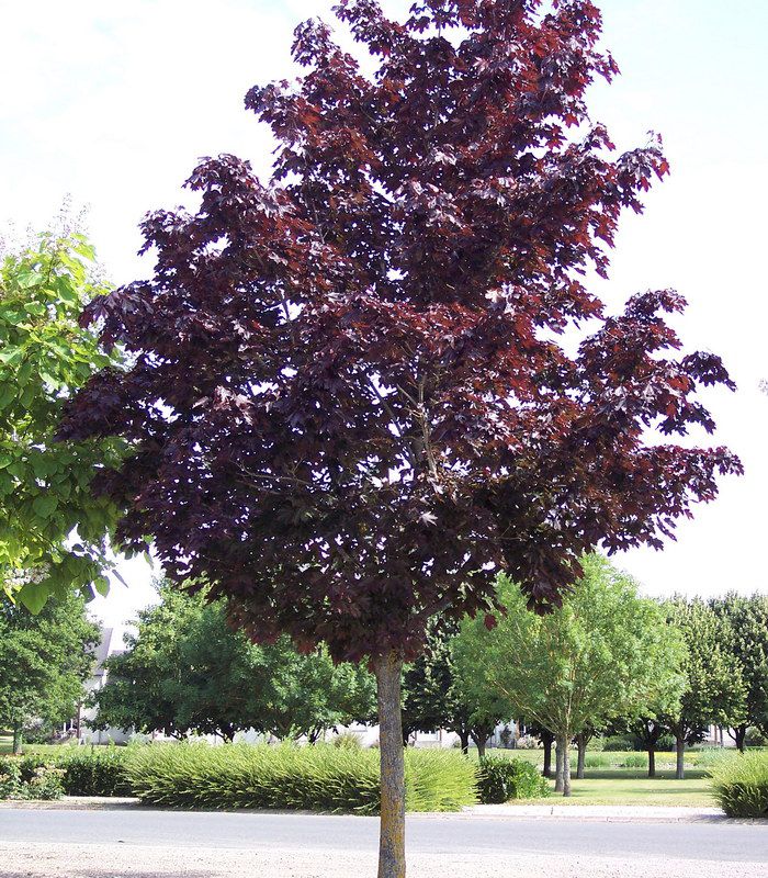 ACER PLATANOIDES CRIMSON KING CLT 180 TIGE 18-20