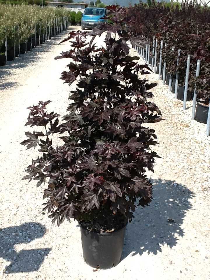 ACER PLATANOIDES CRIMSON SENTRY CLT 18 100/125