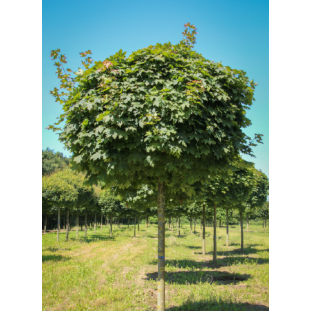 [0658] ACER PLATANOIDES GLOBOSUM CLT 55 TIGE 14-16
