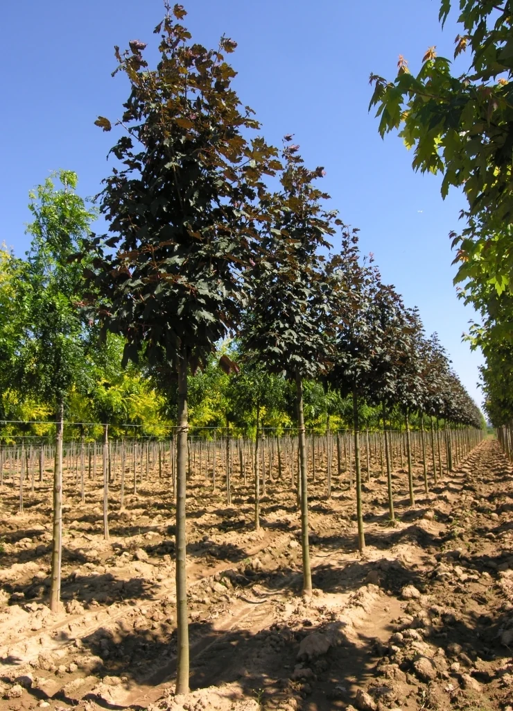 ACER PSEUDOPLATANUS ATROPURPUREUM CLT 150 TIGE 20-25