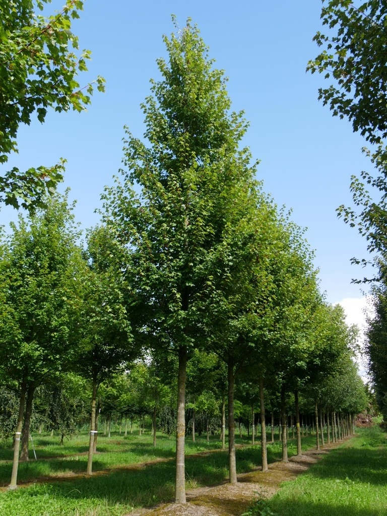 ACER RUBRUM CLT 30 TIGE 10-12