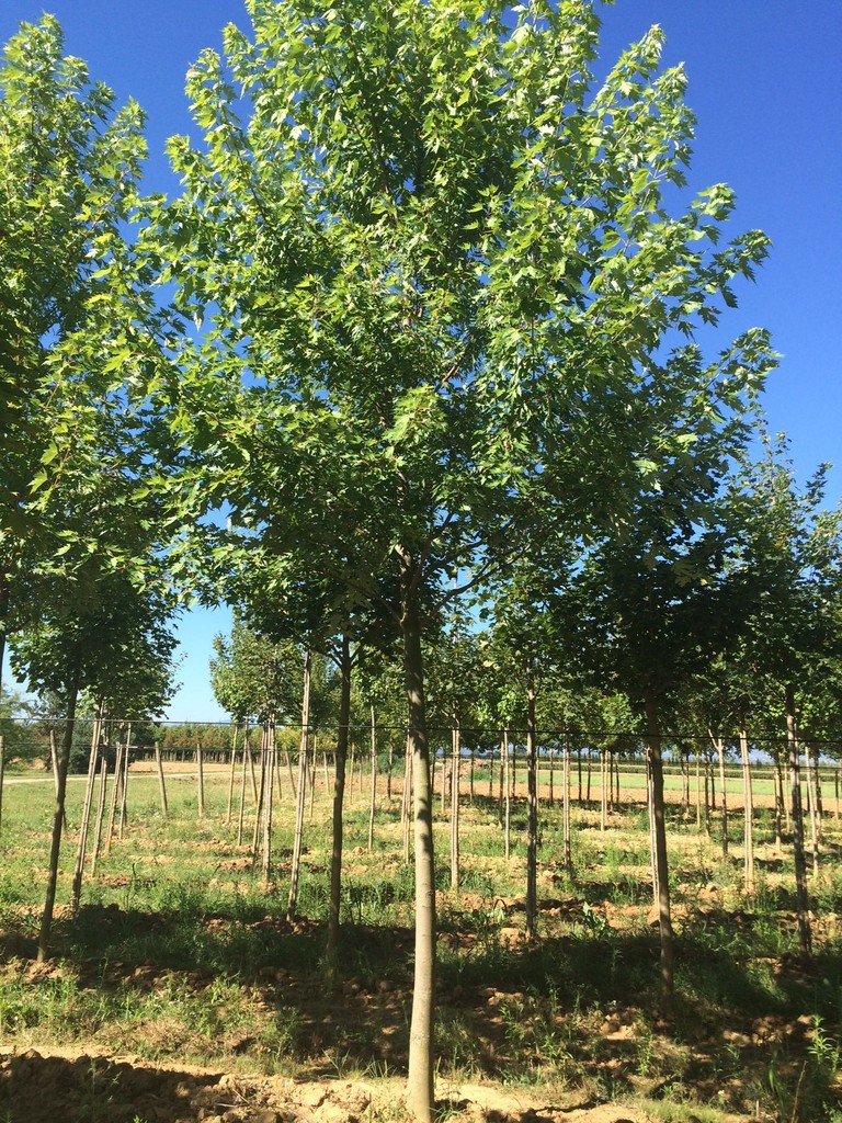 ACER SACCHARINUM (DASYCARPUM) CLT 30 TIGE 12-14