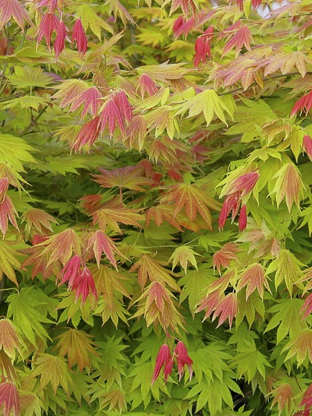 ACER SHIRASAWANUM MOONRISE CLT 12 QUART TIGE 35-40