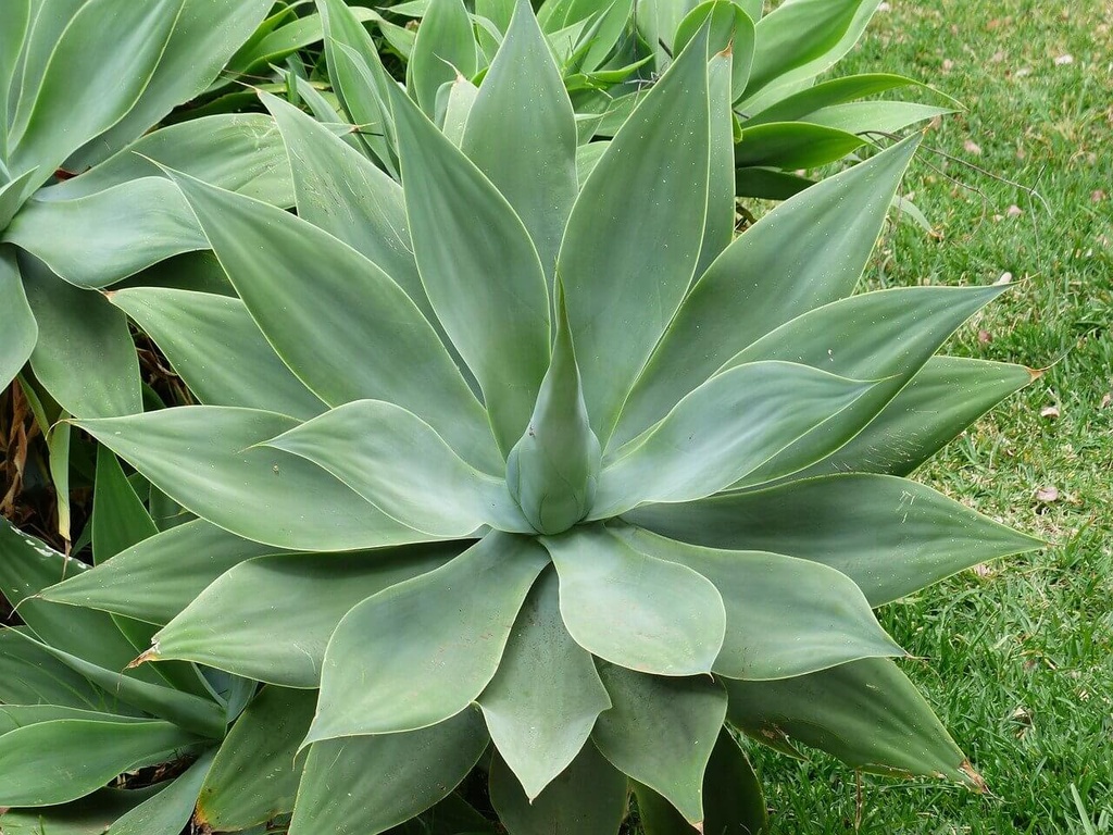 AGAVE ATTENUATA CLT 35 60/80