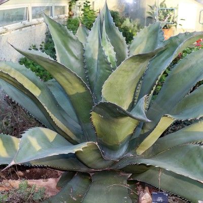 AGAVE FEROX CLT 90 100/125