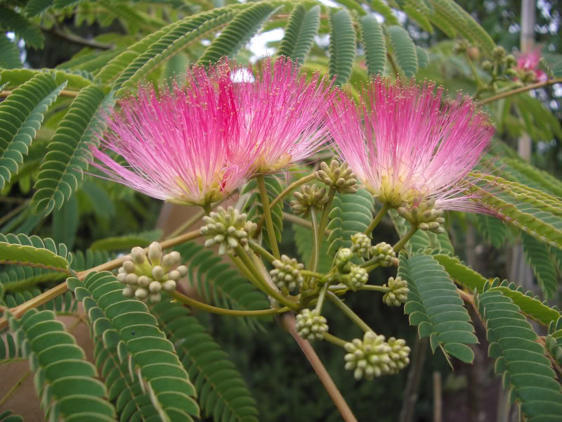 ALBIZIA JULIBRISSIN (ROSA) CLT 10 60/80