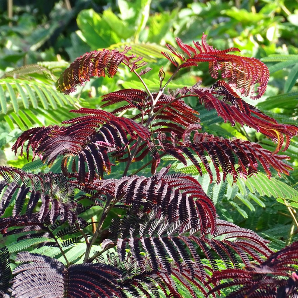 [0946] ALBIZIA JULIBRISSIN SUMMER CHOCOLATE CLT 10 60/80