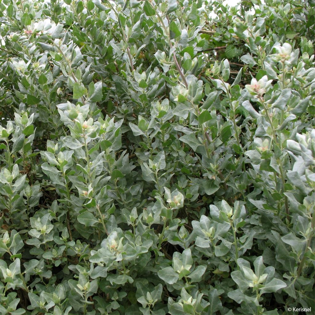 ATRIPLEX HALIMUS CLT 10 40/60