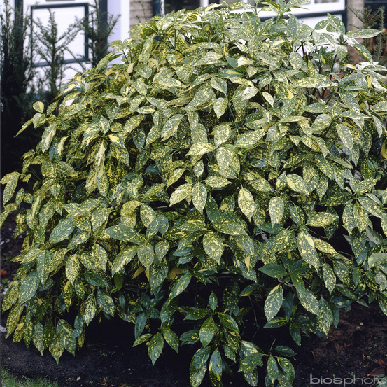 AUCUBA JAPONICA CROTONIFOLIA CLT 10 60/80